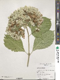 Hydrangea macrophylla image