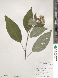 Hydrangea aspera image