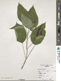 Hydrangea heteromalla image