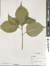 Hydrangea serrata image