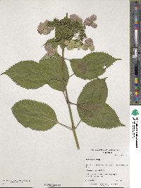 Hydrangea serrata image