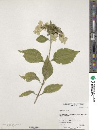 Hydrangea serrata image