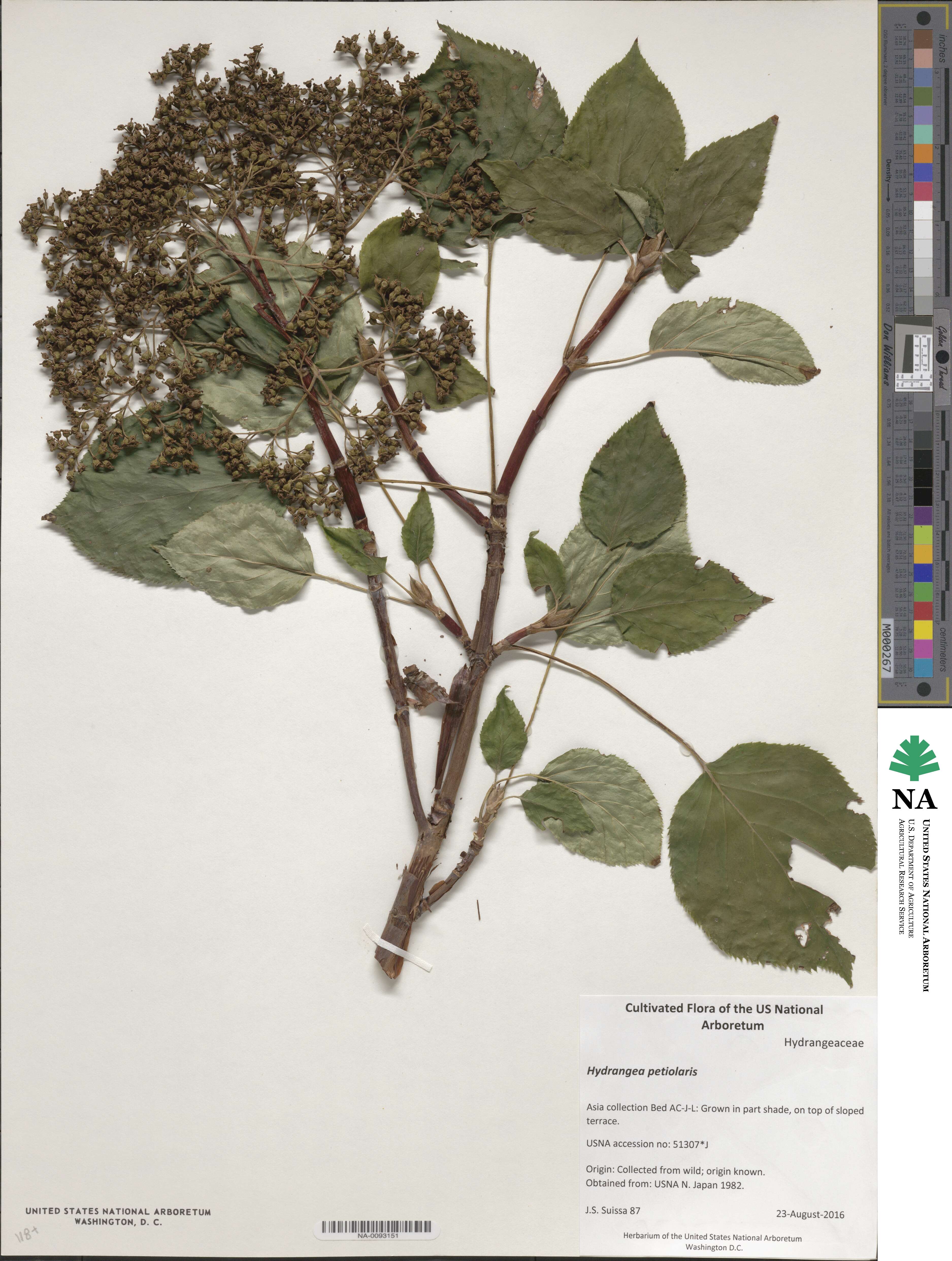 Hydrangea anomala subsp. petiolaris image