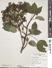 Hydrangea anomala image