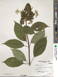 Hydrangea paniculata image