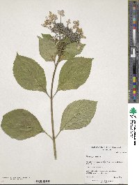 Hydrangea serrata image