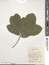 Cotinus obovatus image