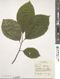 Magnolia acuminata image