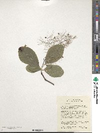 Cotinus obovatus image
