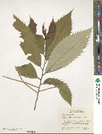 Image of Castanea ozarkensis