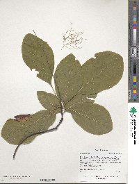 Cotinus obovatus image