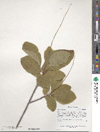 Cotinus obovatus image