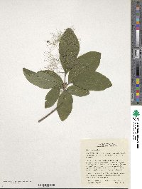 Cotinus obovatus image