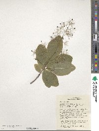 Cotinus obovatus image