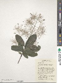 Cotinus obovatus image