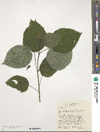 Hydrangea anomala image