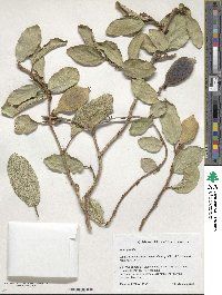 Ficus pumila image