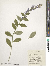 Lobelia siphilitica image