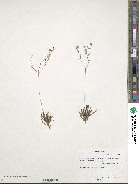 Image of Talinum paniculatum