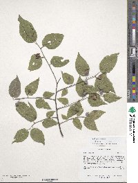 Celtis occidentalis image