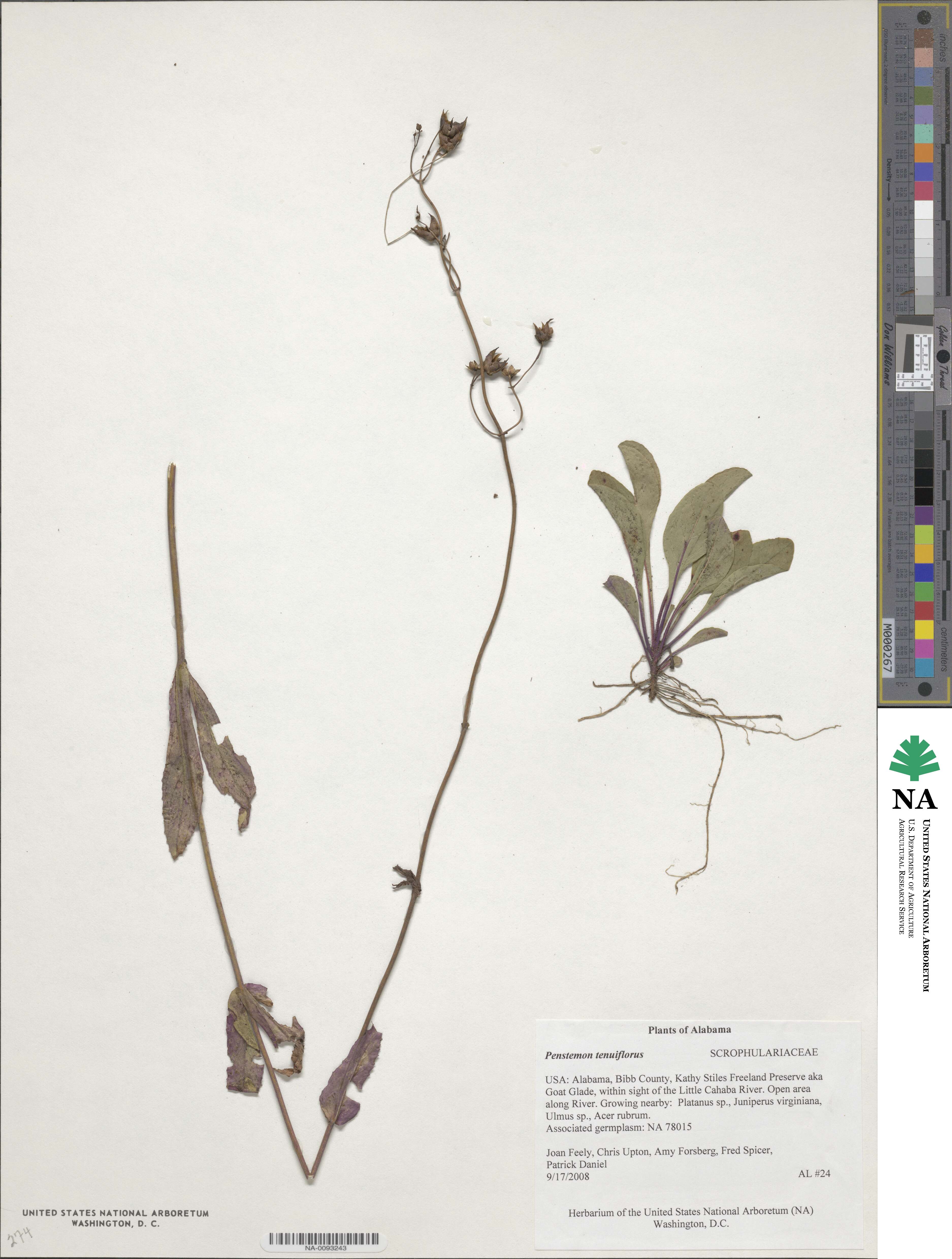 Penstemon tenuiflorus image