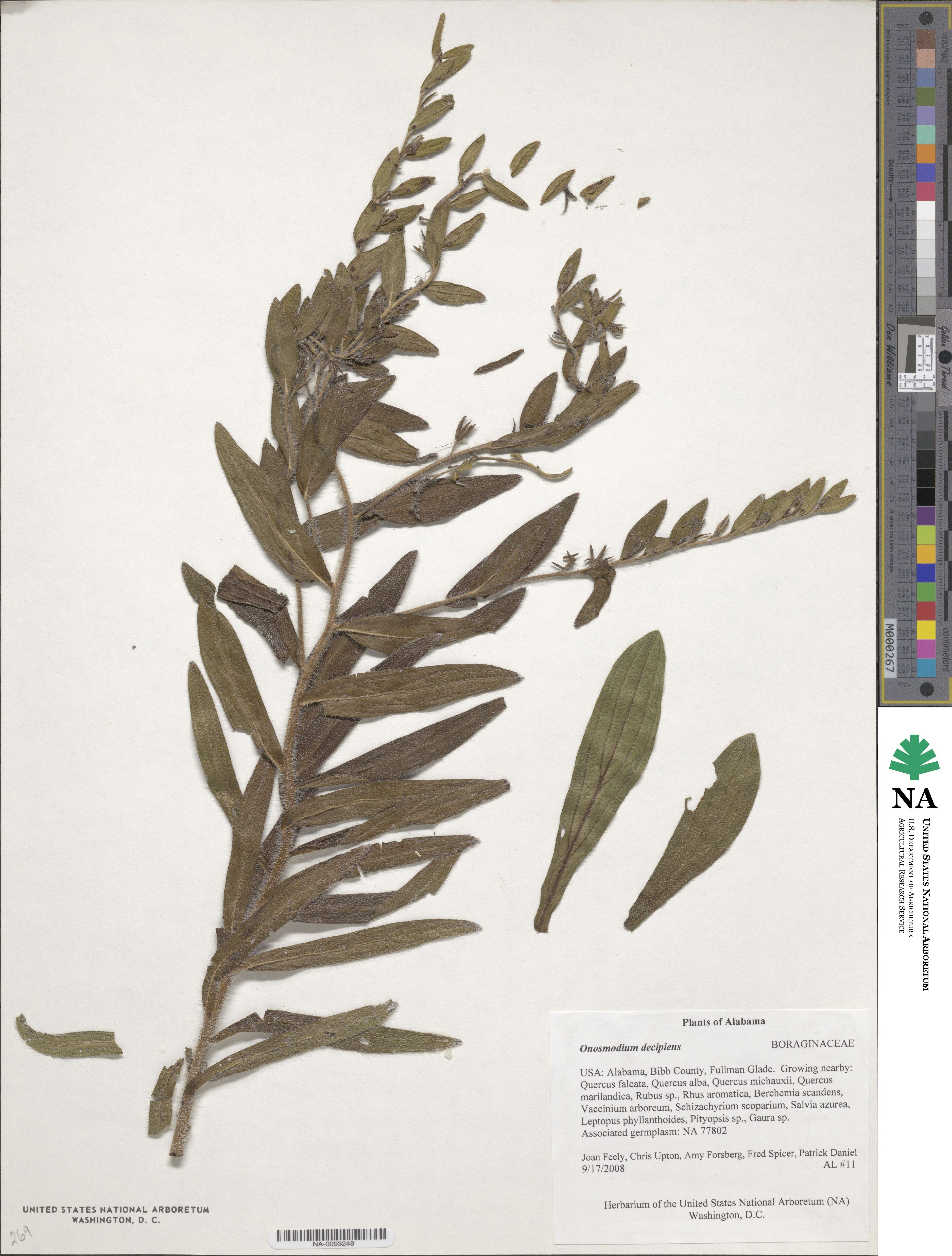 Lithospermum decipiens image