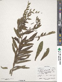 Image of Lithospermum decipiens