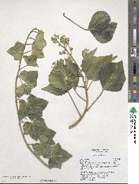 Hedera hibernica image