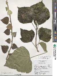 Hedera algeriensis image