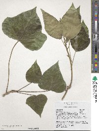 Hedera algeriensis image