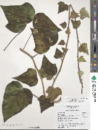 Hedera algeriensis image