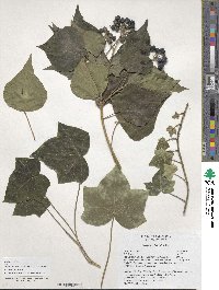 Hedera helix image