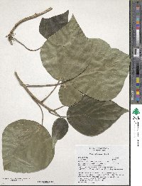 Hedera algeriensis image