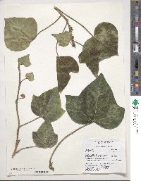 Hedera algeriensis image