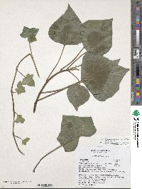 Hedera hibernica image