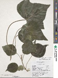 Hedera algeriensis image