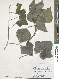 Hedera hibernica image