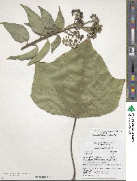 Hedera algeriensis image