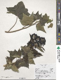 Hedera helix image