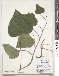 Hedera algeriensis image