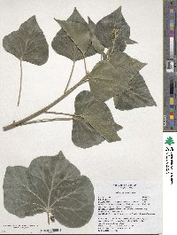 Hedera hibernica image