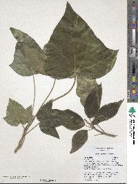 Hedera algeriensis image