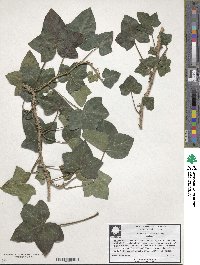 Hedera hibernica image