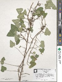 Hedera helix image