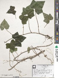 Hedera helix image