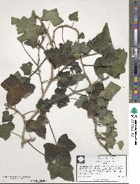 Hedera hibernica image