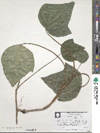 Hedera algeriensis image