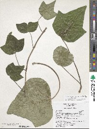 Hedera algeriensis image