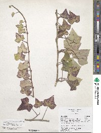 Hedera helix image