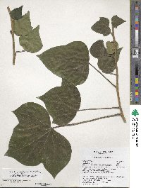 Hedera algeriensis image